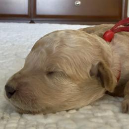 Miss Red Collar - Apricot female Poodle puppy in Screven, Georgia from Dreamland Standard Poodles