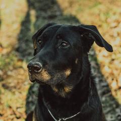 Azzie - Beauceron