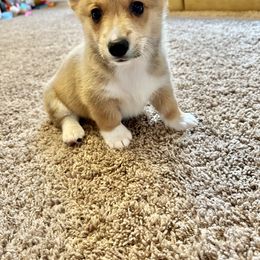 Boy 1 - Pembroke Welsh Corgi puppy in Tampa, Florida from Everglade Corgis