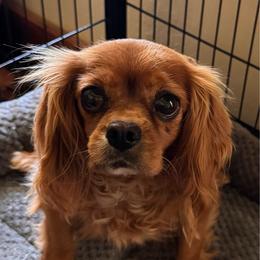 Emily - Cavalier King Charles Spaniel