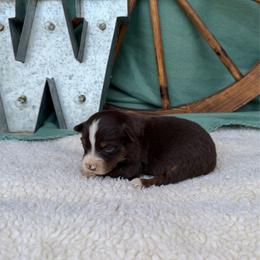Café - Red tri female Miniature Australian Shepherd puppy in Checotah, Oklahoma from Wild Outlaw Aussies