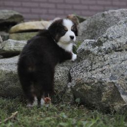 Briar - Black tri-color male Australian Shepherd puppy in Bagley, Iowa from Diamond M Aussies