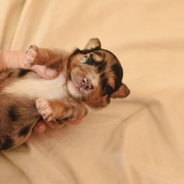 Aussiedoodle, Australian Labradoodle, Bernedoodle, and Golden Retriever Puppies from Golden Light Puppies