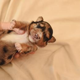 Aussiedoodle, Australian Labradoodle, Bernedoodle, and Golden Retriever Puppies from Golden Light Puppies
