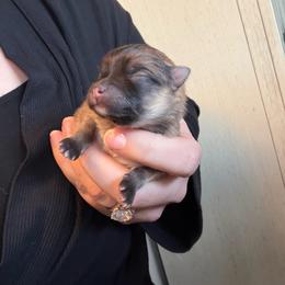 Jack - Orange sable male Pomeranian puppy in Cheektowaga, New York from Luxe Legacy Pomeranians