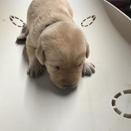 Red - Yellow female Labrador Retriever puppy in Menomonee Falls, Wisconsin from Steppinstone Dog Training and Labradors/BC’s