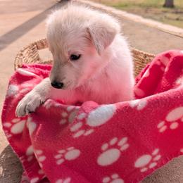 Whitney - White female German Shepherd puppy in Weatherford, Texas from Haven Farm