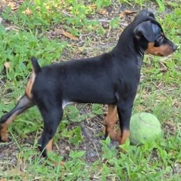 Miniature Pinscher Puppies from Keltic Kennels Miniature Pinschers