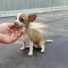Tiny Misty - Gold and white female Chihuahua puppy in Alvord, Texas from Gift of Gods Favor