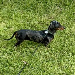 Cookie - Dachshund