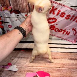 River - Cream and white female Chihuahua puppy in Palmyra, Indiana from Country Star Chihuahuas