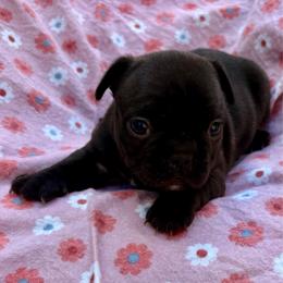 Winifred - Brindle and white female French Bulldog puppy in Greenfield, Missouri from Hope Mountain French Bulldogs