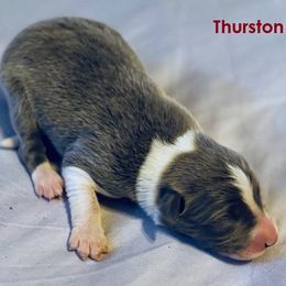 Boy 5 - male Border Collie puppy in Foley, Alabama from Bama Border Collies