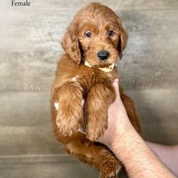 Isabelle - Red  female Goldendoodle puppy in Abilene, Texas from Mesquite Kennels