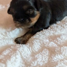 Girl 1 - Black and tan female Shih Tzu puppy in Port Huron, Michigan from Shih Tzu Cottage