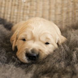 Golden Retriever Puppies from Sweet Breeze Acres