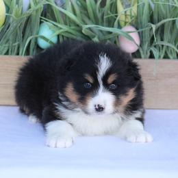 Valentine - Black tri-color male Australian Shepherd puppy in Circleville, Utah from Canyon Creek Aussies