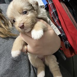 Australian Shepherd Puppies from Juno Homestead Aussies