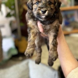 Aussiedoodle Puppies from Paisleys Doodles AK