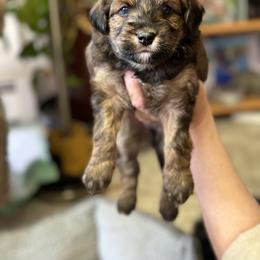 Aussiedoodle Puppies from Paisleys Doodles AK
