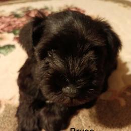 Bryce - Black male Miniature Schnauzer puppy in Midland, Texas from Shebbies Puppy Palace