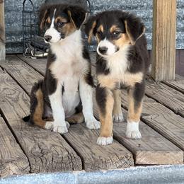 Australian Cattle Dog, Australian Shepherd, Companion Cross, and Miniature Australian Shepherd Puppies from MK Aussies