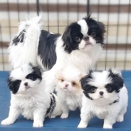 TOLIK - Japanese Chin