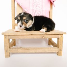 Loretta - Black and tan female American Corgi puppy in Adairsville, Georgia from Ingram's Corgis