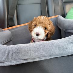 Goldendoodle Puppies from Willow Lane Doodles