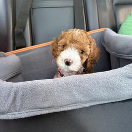 Goldendoodle Puppies from Willow Lane Doodles