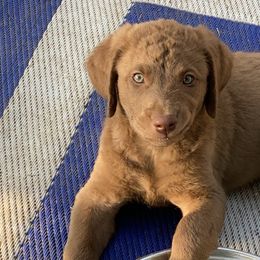 Tucker- aka Gray Collar - Chesapeake Bay Retriever puppy in Eureka, Kansas from Eska Creek Chesapeakes