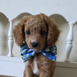 Bear - Red male Cavapoo puppy in Mount Plymouth, Florida from Jet Cavapoos