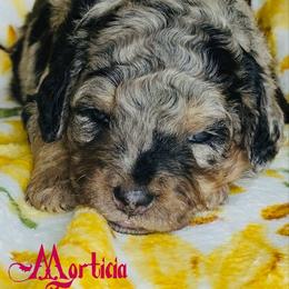 Morticia - Merle female Bernedoodle puppy in Beecher, Illinois from Erica’s Doodles