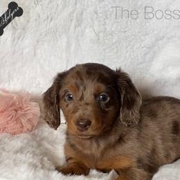 Dachshund and Miniature Schnauzer Puppies from The Bossy Doxie Farm