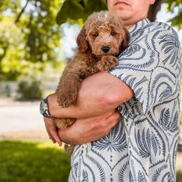 Goldendoodle puppies from Dream Doodles in Spokane WA
