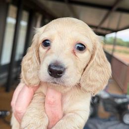 Sarah - Cream female Dachshund puppy in Stamford, Texas from West Texas Miniature Dachshunds