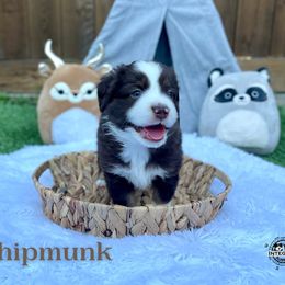 "Rip" Australian Shepherd and Miniature Australian Shepherd Puppies from Integrity Aussies Tx