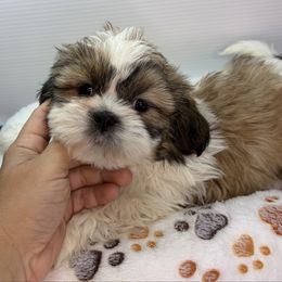 XB - Black gold and white male Shih Tzu puppy in Middleborough, Massachusetts from Shih Tzu Pups