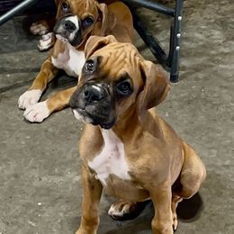 Boxer Puppies from Venician Boxers