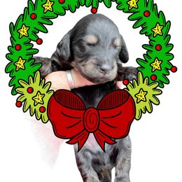 Black and cream with minimal points - Black male Dachshund puppy in Medina, Ohio from STORIED DOXIES
