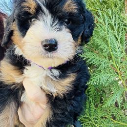 Sebastian - Tri-color male Bernedoodle puppy in Saint Francis, Kansas from Land of Oz Doodles