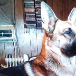 German Shepherds from Beede Kennels