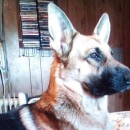German Shepherds from Beede Kennels