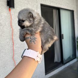 Lulu - Orange sable female Pomeranian puppy in Santa Ana,Ontario, California from Uniquepombabies
