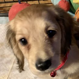 Dachshunds from Cindy Foerster's Dachshunds