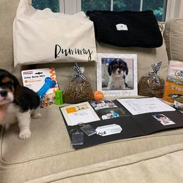 Cavalier King Charles Spaniel Puppies from CK Cavaliers