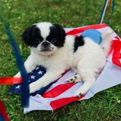 Boy#6 Monky - Black and white Japanese Chin puppy in Vernon, Connecticut from Chin Babies