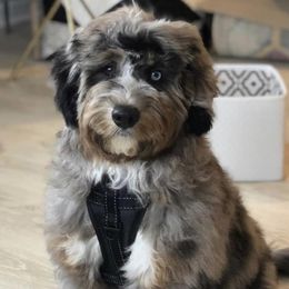 Aussiedoodle Puppies from Johnson’s Highland Pride Aussiedoodles