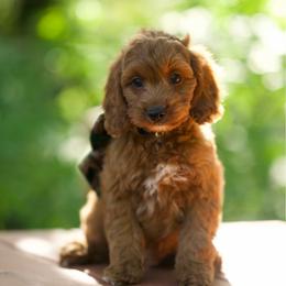 Big red - Red and white male Cockapoo puppy in Deming, Washington from Heavenly Puppies to Love