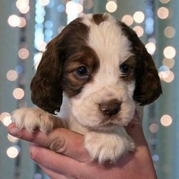 Kessie - Liver and white female English Springer Spaniel puppy in Florida from Thunderbird Springers